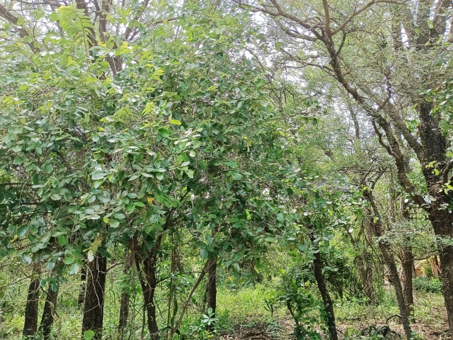 0 Bedroom Property for Sale in Marloth Park Mpumalanga