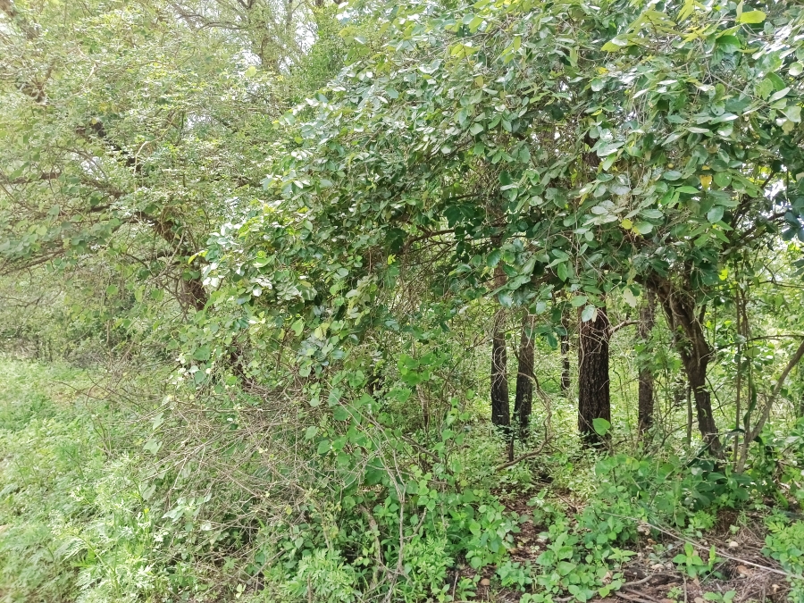 0 Bedroom Property for Sale in Marloth Park Mpumalanga