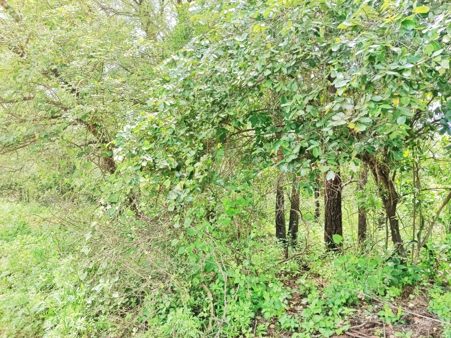 0 Bedroom Property for Sale in Marloth Park Mpumalanga