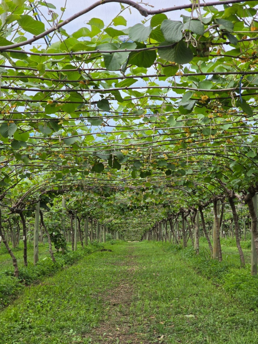 Commercial Property for Sale in White River Mpumalanga