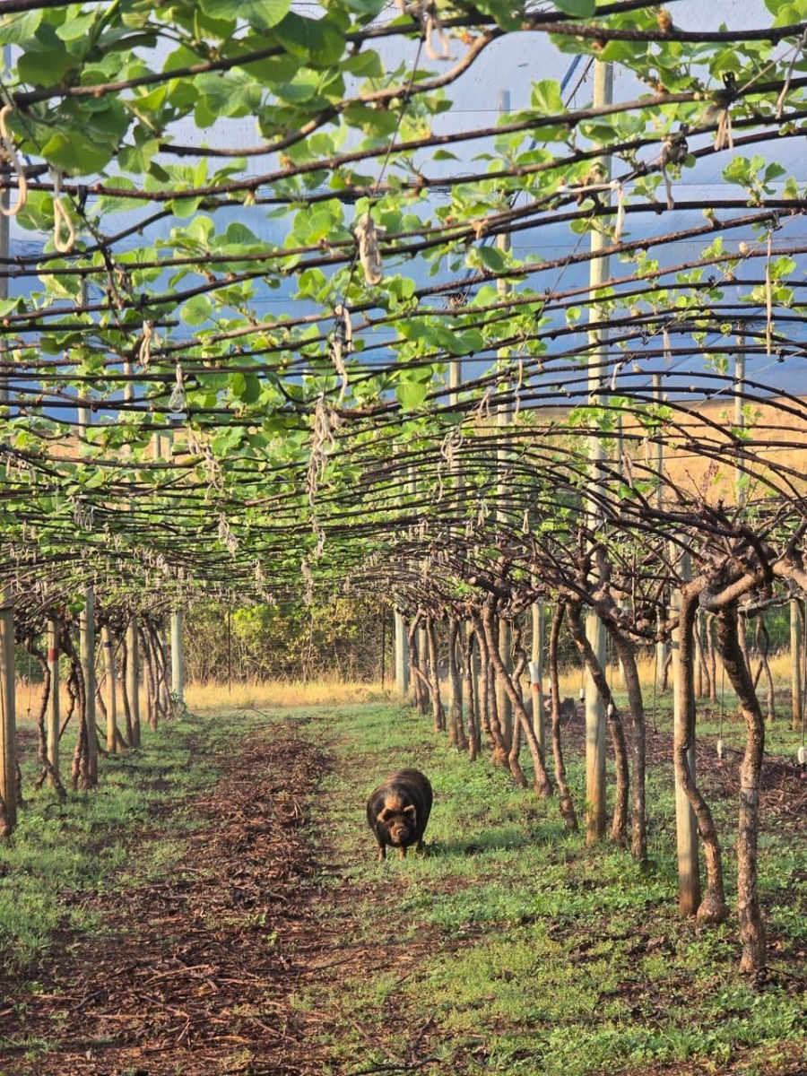 Commercial Property for Sale in White River Mpumalanga