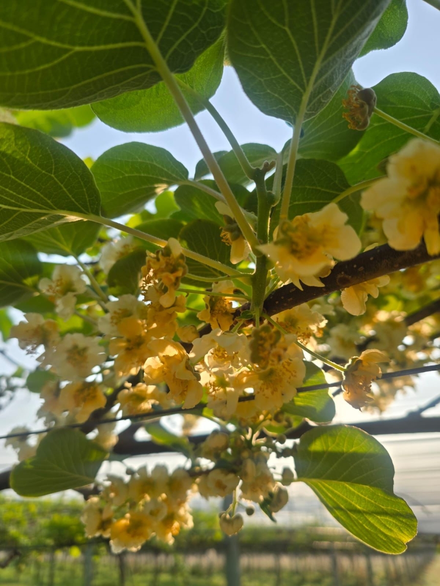 Commercial Property for Sale in White River Mpumalanga