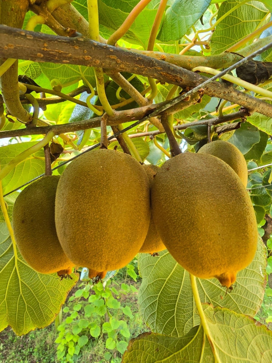 Commercial Property for Sale in White River Mpumalanga