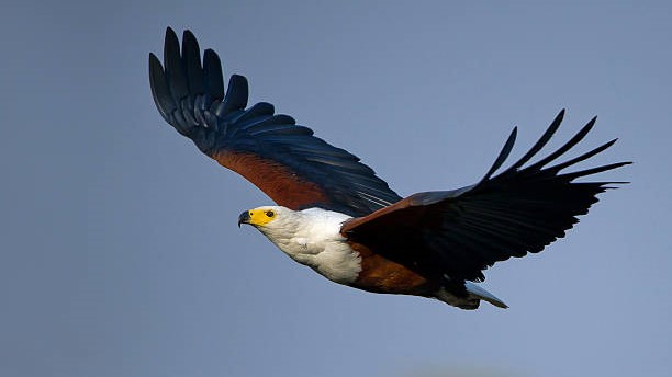 0 Bedroom Property for Sale in Nelspruit Ext 39 Mpumalanga