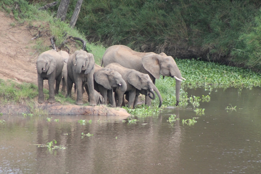 0 Bedroom Property for Sale in Malelane Mpumalanga