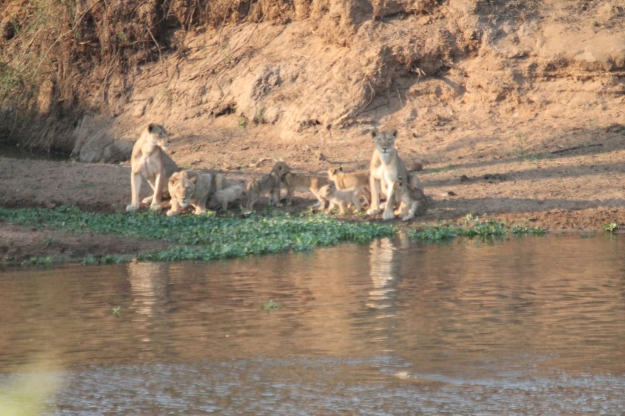 0 Bedroom Property for Sale in Malelane Mpumalanga