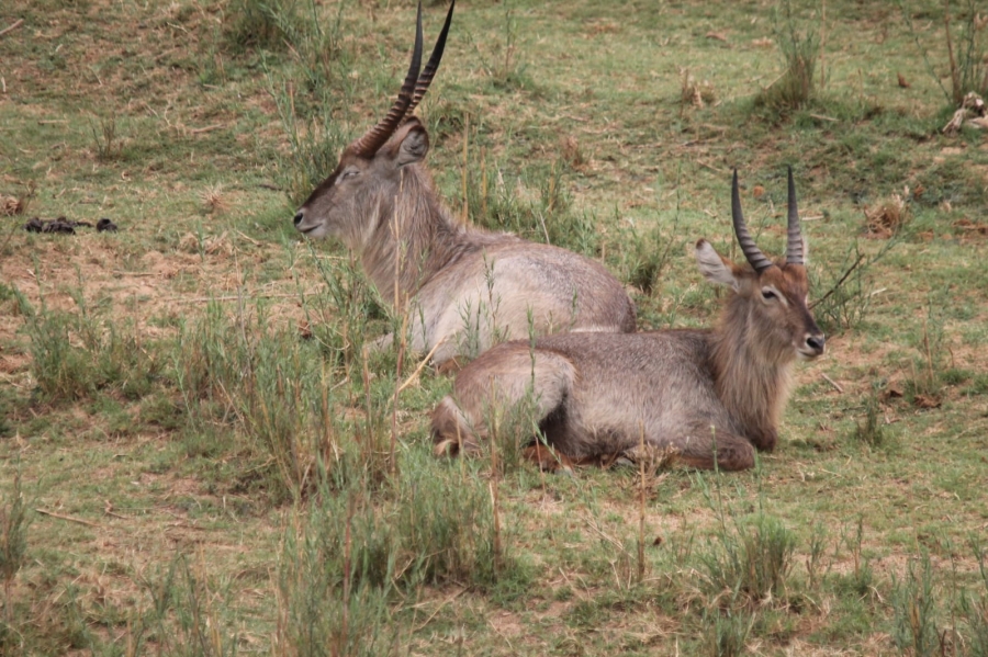 0 Bedroom Property for Sale in Malelane Rural Mpumalanga