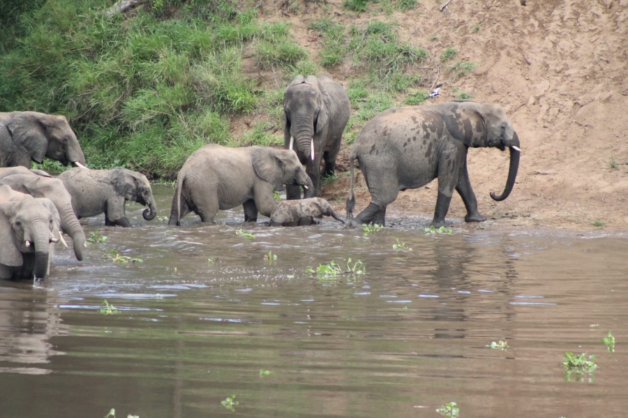 0 Bedroom Property for Sale in Malelane Rural Mpumalanga