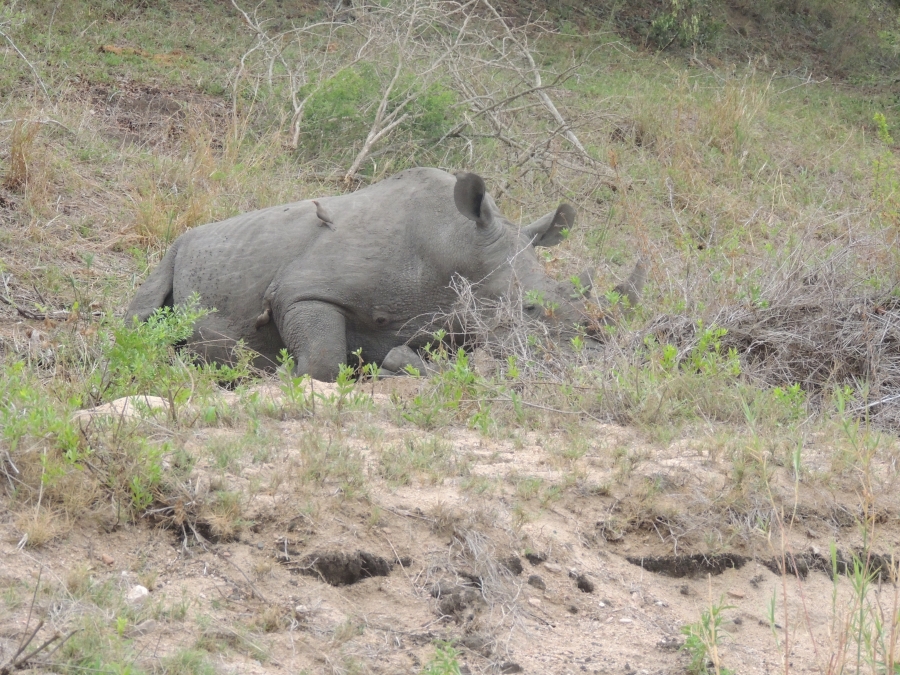 0 Bedroom Property for Sale in Malelane Rural Mpumalanga