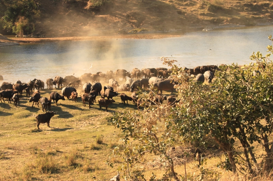 0 Bedroom Property for Sale in Malelane Rural Mpumalanga