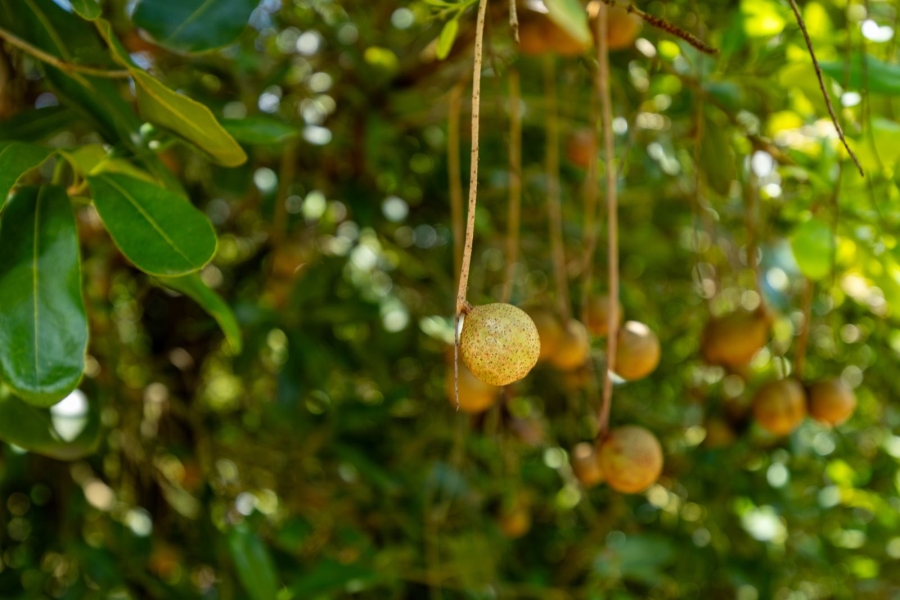 Commercial Property for Sale in Alkmaar Mpumalanga