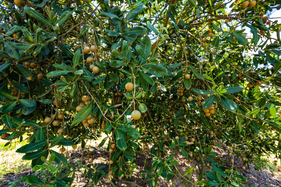 Commercial Property for Sale in Alkmaar Mpumalanga