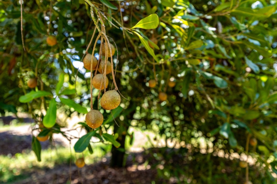 Commercial Property for Sale in Alkmaar Mpumalanga