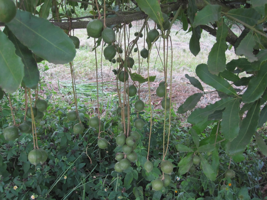 Commercial Property for Sale in Nelspruit Rural Mpumalanga