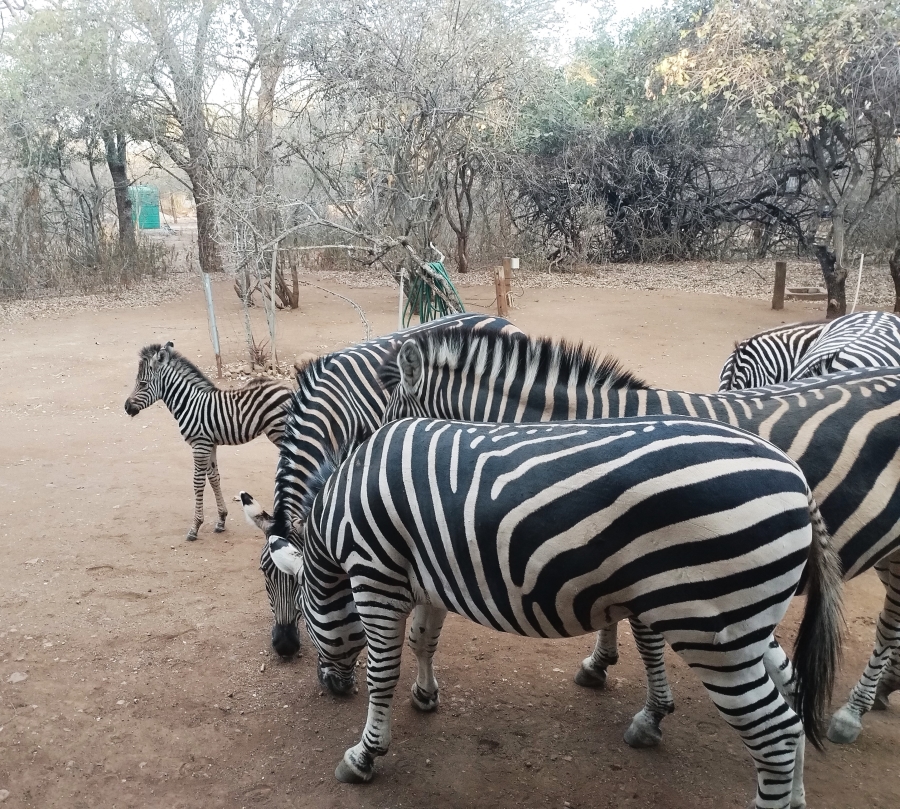 2 Bedroom Property for Sale in Marloth Park Mpumalanga