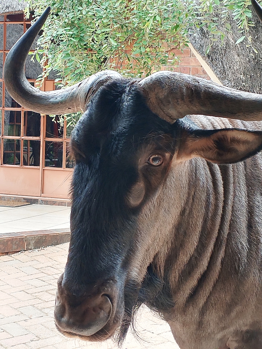 2 Bedroom Property for Sale in Marloth Park Mpumalanga