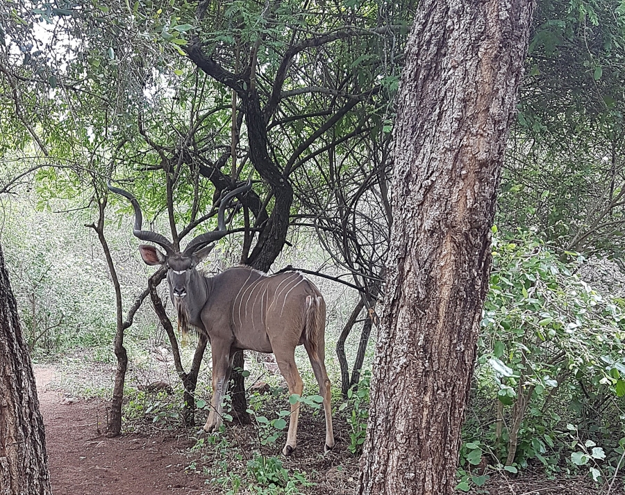 2 Bedroom Property for Sale in Marloth Park Mpumalanga