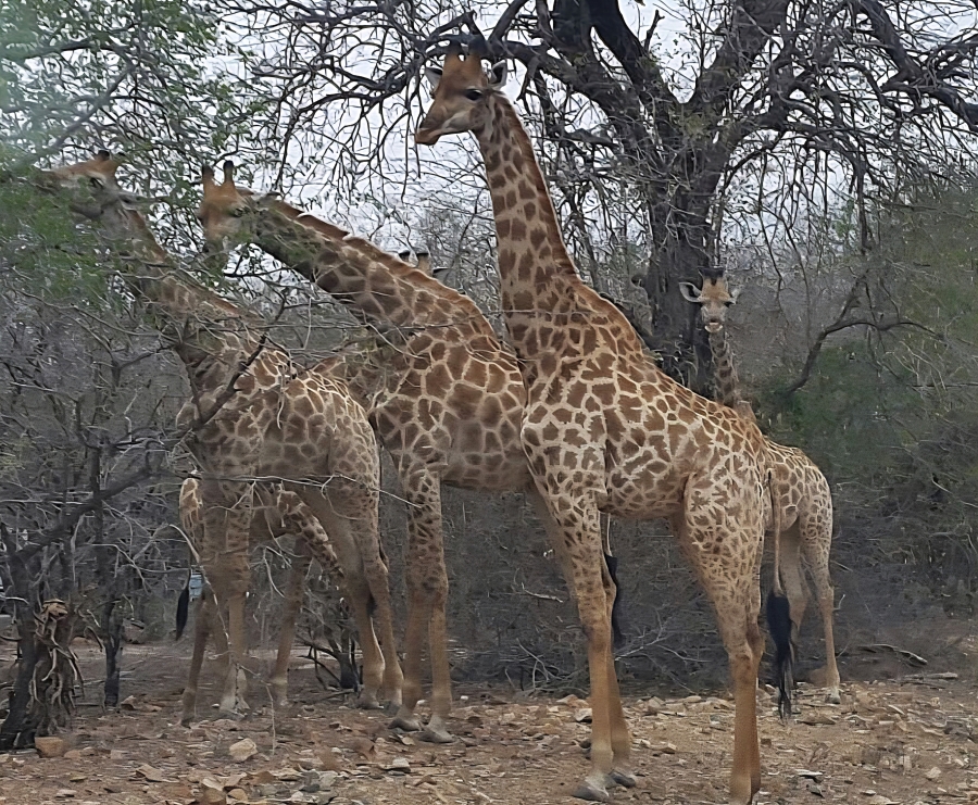 2 Bedroom Property for Sale in Marloth Park Mpumalanga