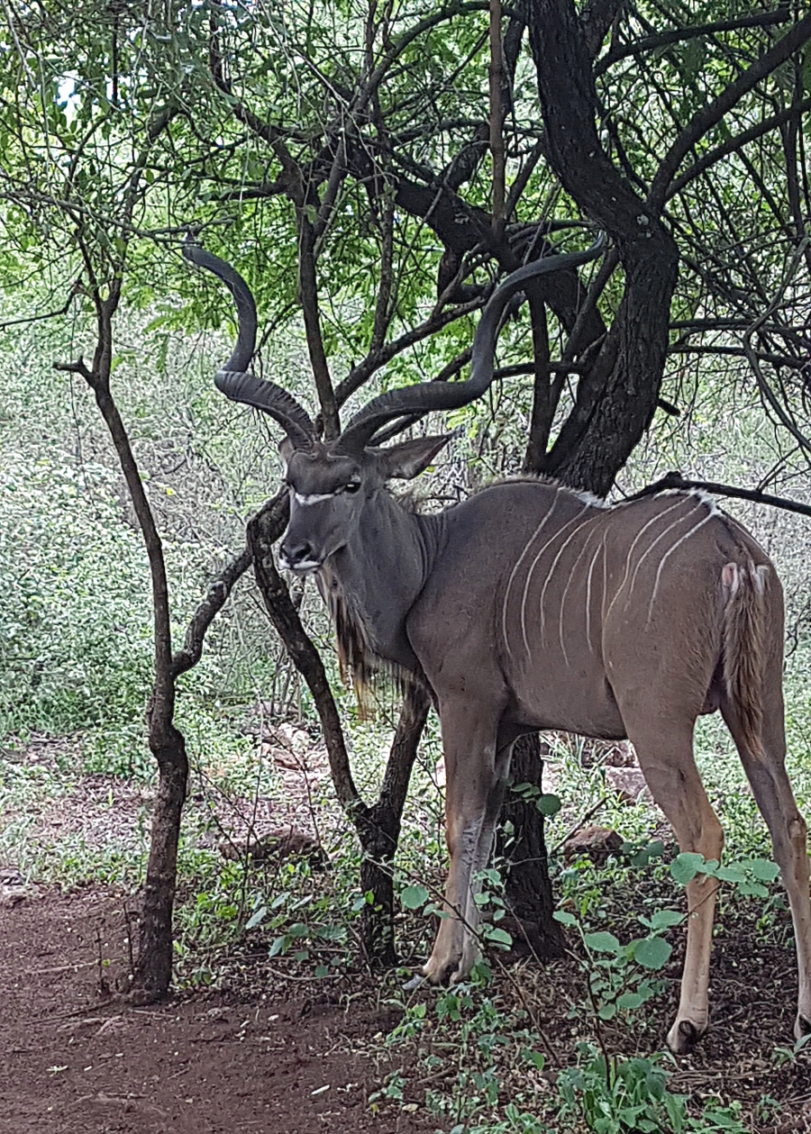 3 Bedroom Property for Sale in Marloth Park Mpumalanga