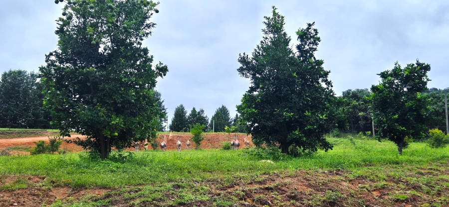 7 Bedroom Property for Sale in Nelspruit Rural Mpumalanga