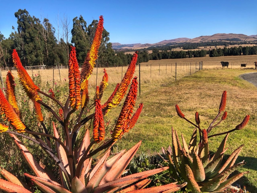 6 Bedroom Property for Sale in Volksrust Mpumalanga