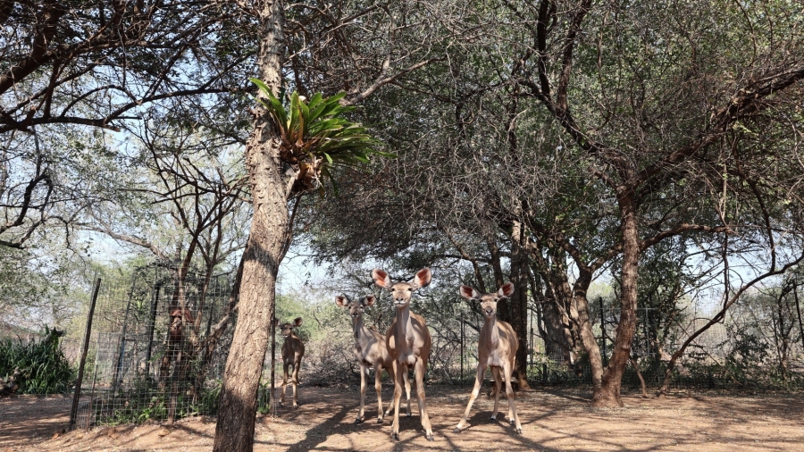 3 Bedroom Property for Sale in Marloth Park Mpumalanga