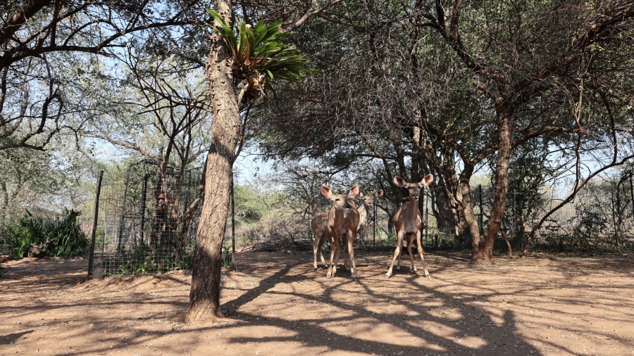 3 Bedroom Property for Sale in Marloth Park Mpumalanga