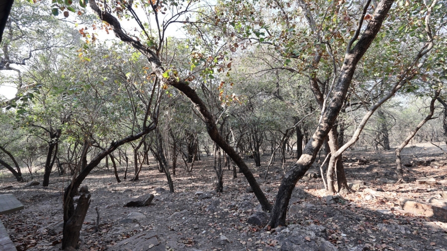 3 Bedroom Property for Sale in Marloth Park Mpumalanga