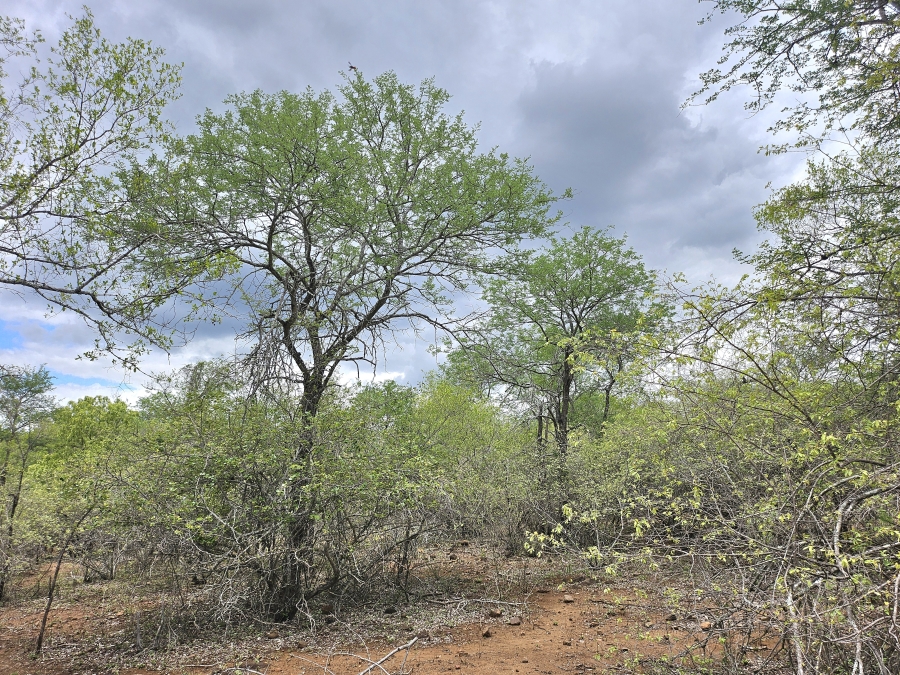 0 Bedroom Property for Sale in Marloth Park Mpumalanga