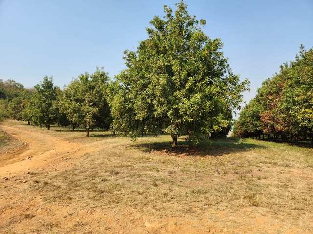 Commercial Property for Sale in Barberton Rural Mpumalanga