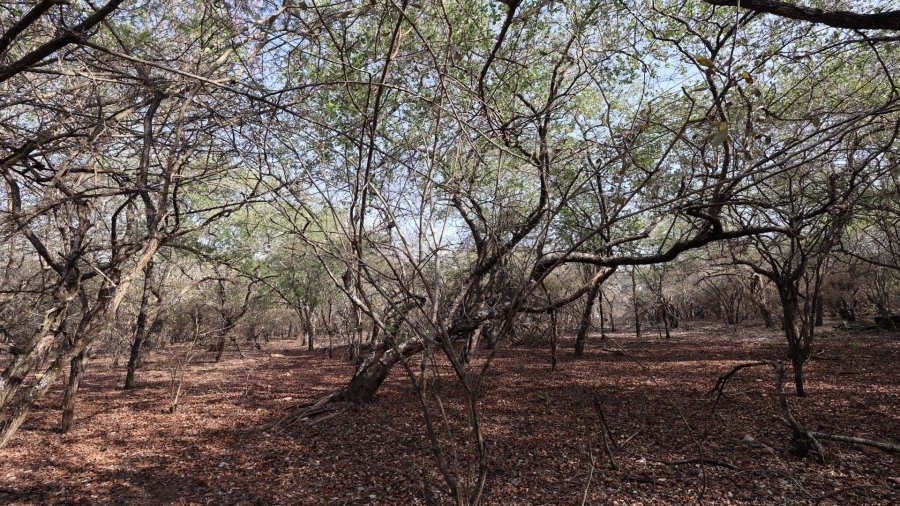 0 Bedroom Property for Sale in Marloth Park Mpumalanga