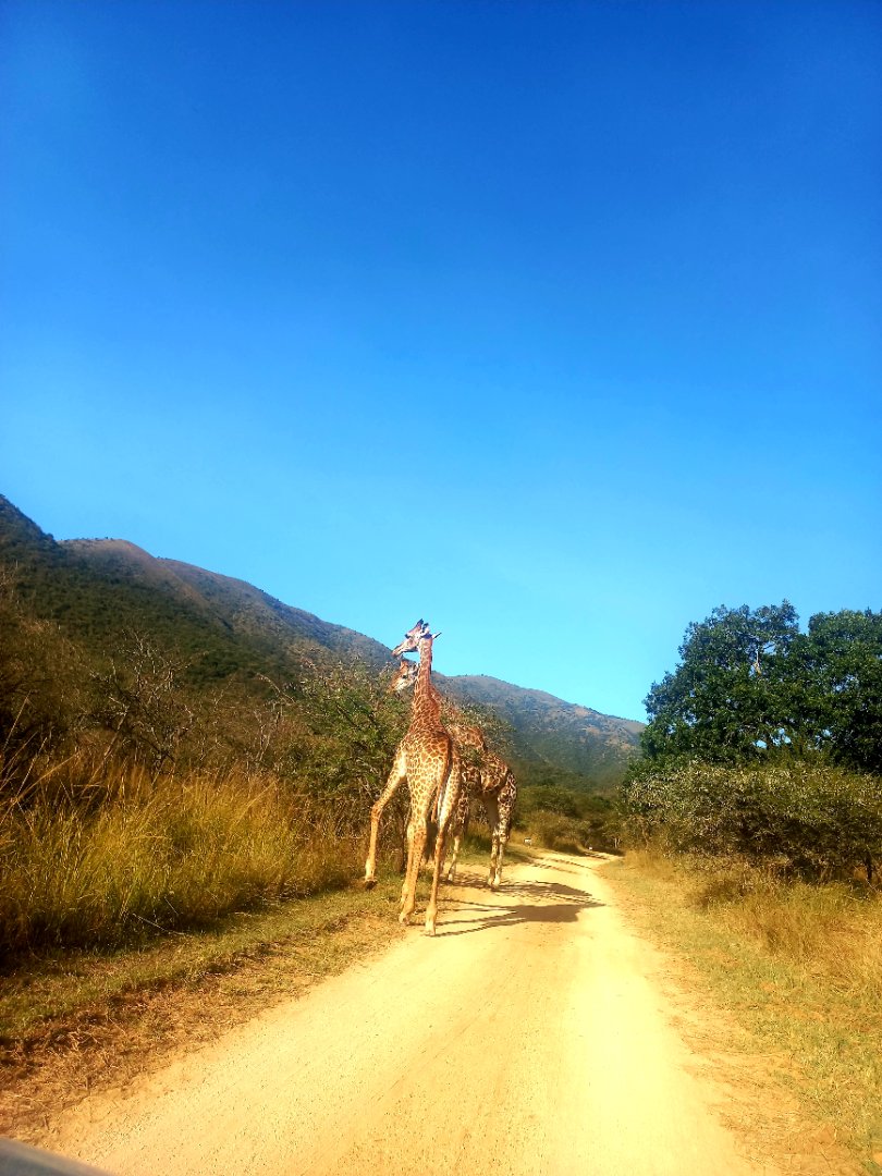 0 Bedroom Property for Sale in Greenstone Wildlife Estate Mpumalanga