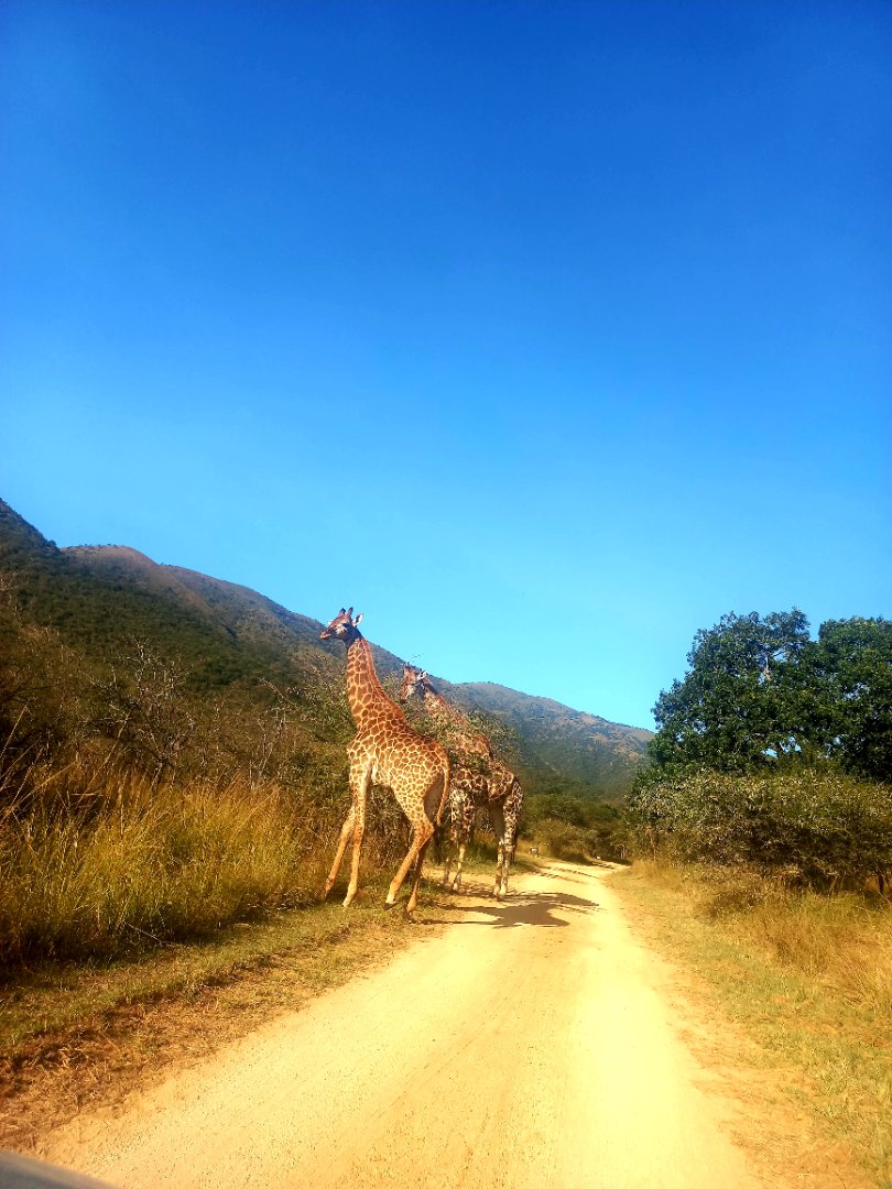 0 Bedroom Property for Sale in Greenstone Wildlife Estate Mpumalanga