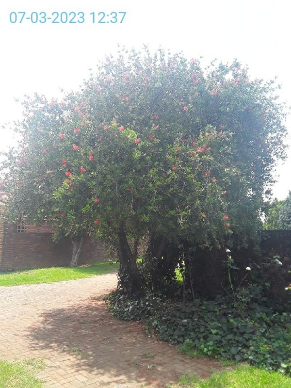 3 Bedroom Property for Sale in Delmas Mpumalanga