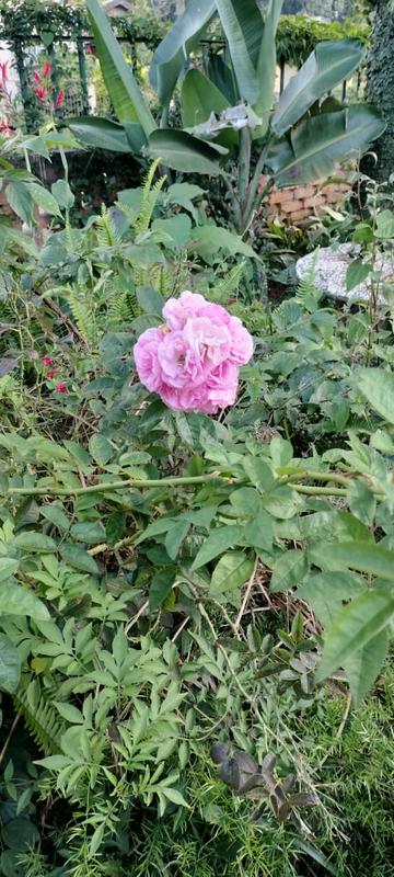 3 Bedroom Property for Sale in Sabie Mpumalanga