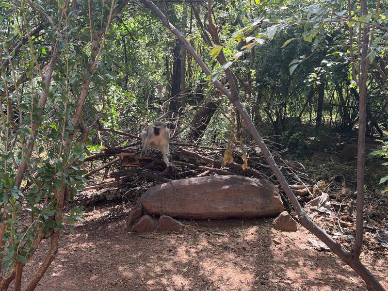 8 Bedroom Property for Sale in Presidentsrus Mpumalanga