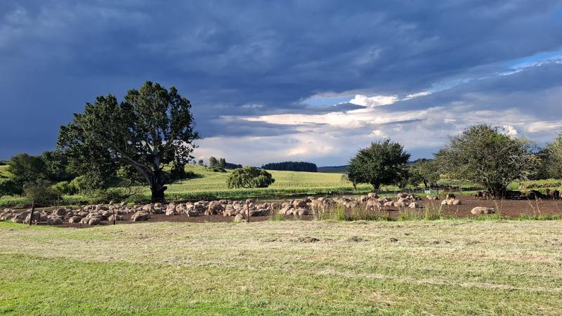 3 Bedroom Property for Sale in Carolina Mpumalanga