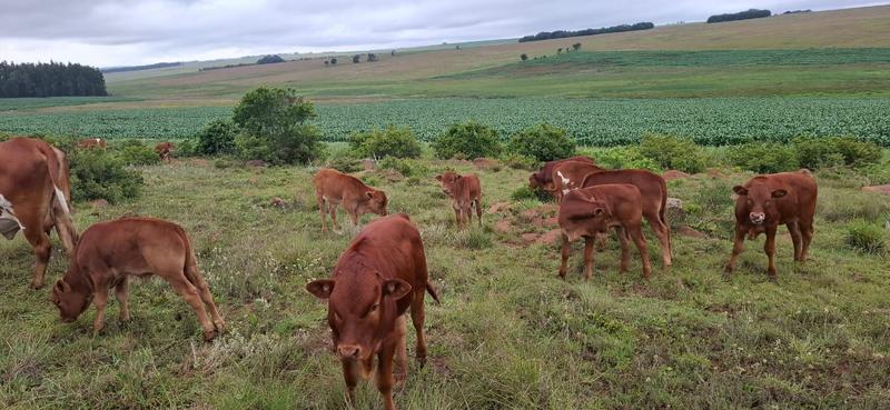 3 Bedroom Property for Sale in Carolina Mpumalanga