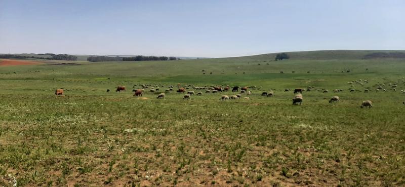 3 Bedroom Property for Sale in Carolina Mpumalanga