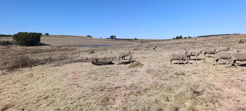 3 Bedroom Property for Sale in Carolina Mpumalanga