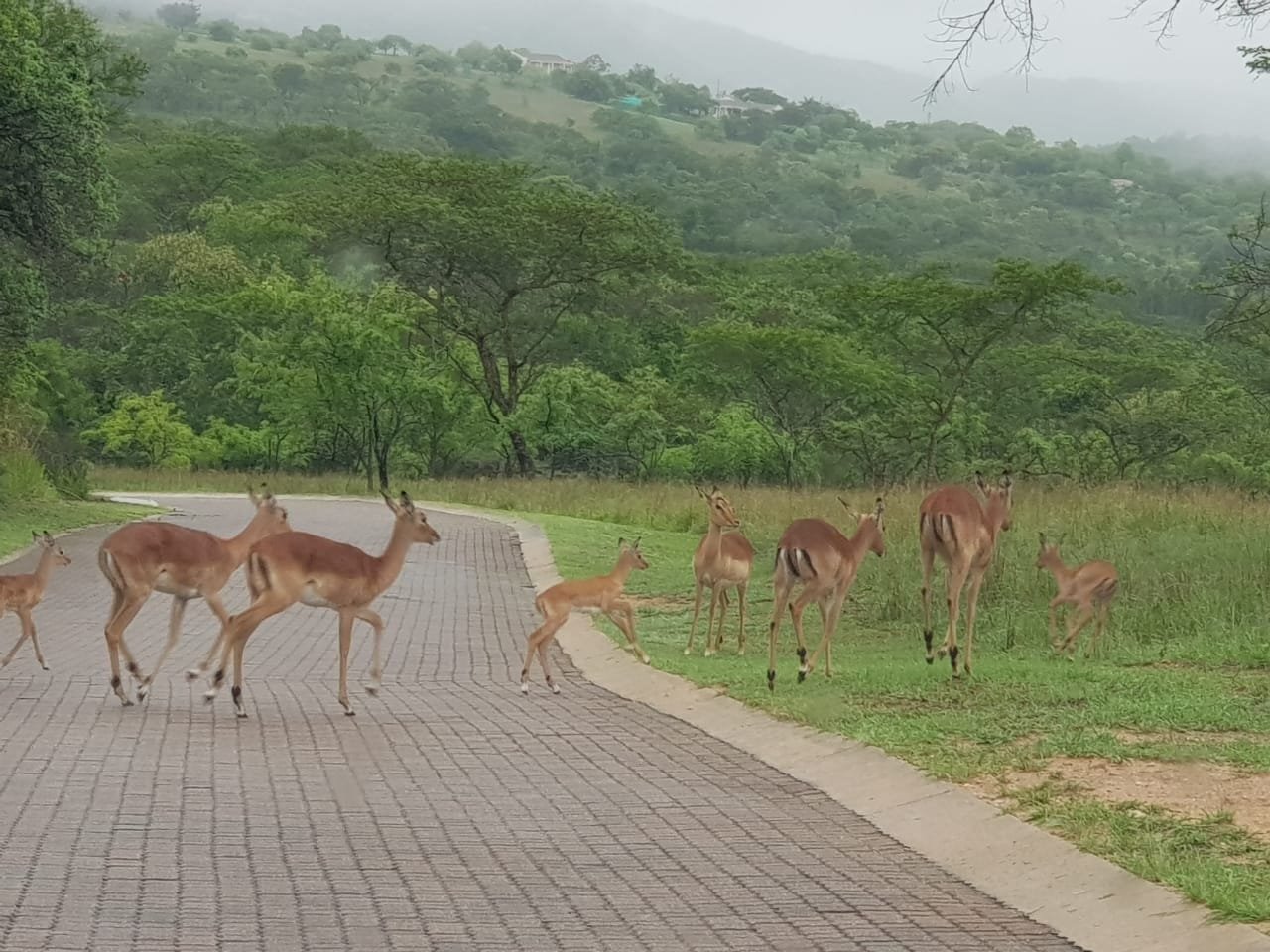  Bedroom Property for Sale in Wild Fig Country Estate Mpumalanga