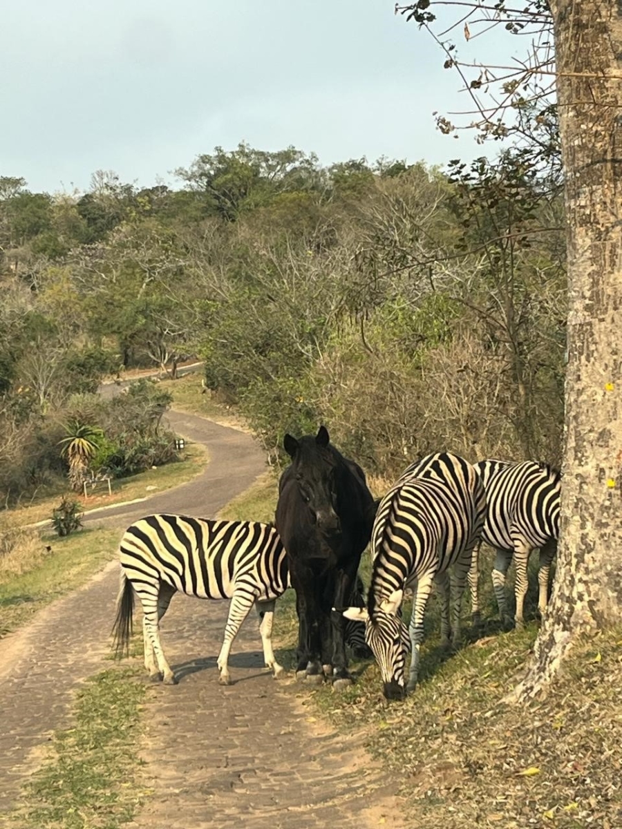 3 Bedroom Property for Sale in Bundu Wildlife Estate Mpumalanga