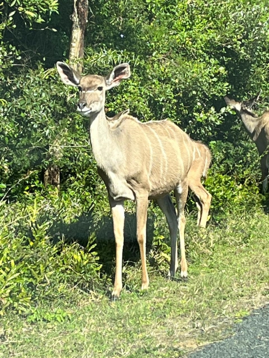 3 Bedroom Property for Sale in Bundu Wildlife Estate Mpumalanga