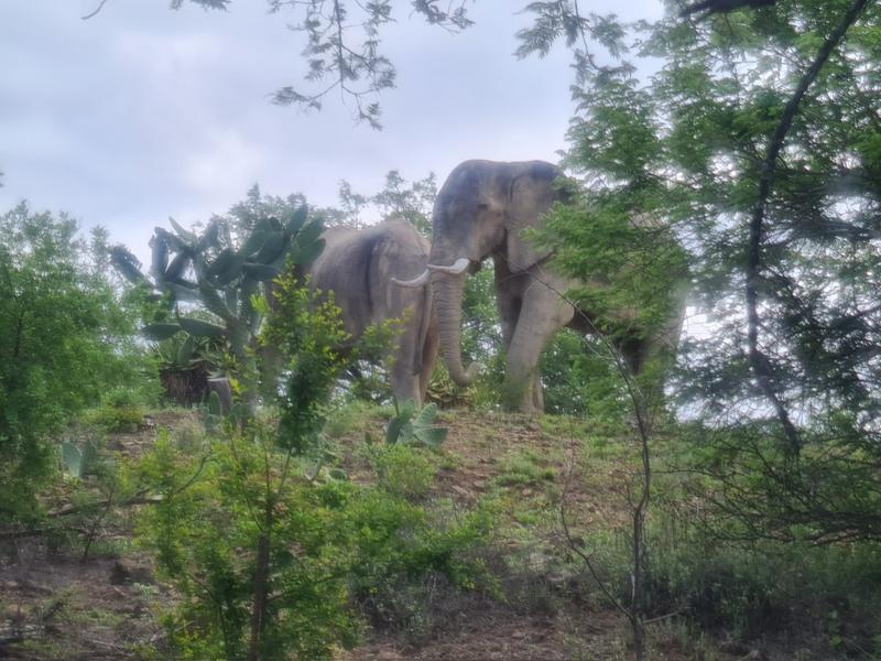 4 Bedroom Property for Sale in Lydenburg Mpumalanga
